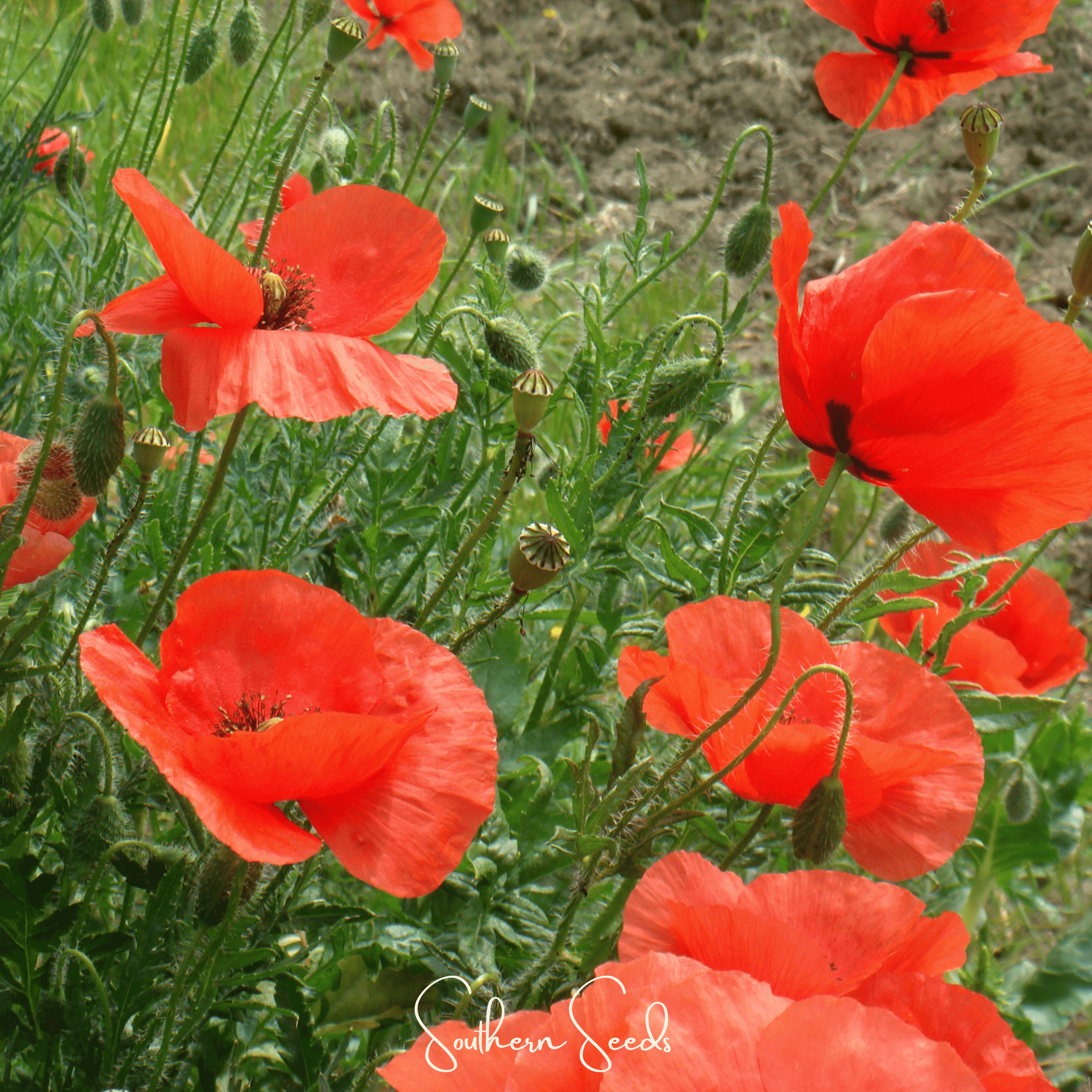American Legion Poppy – 100 Seeds Southern Seeds