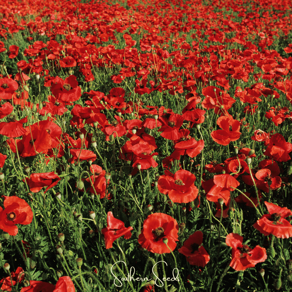 American Legion Poppy – 100 Seeds Southern Seeds