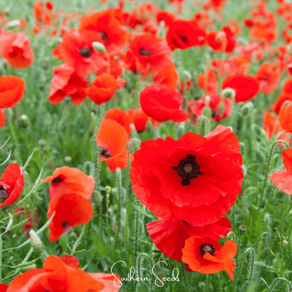 American Legion Poppy – 100 Seeds Southern Seeds