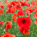 American Legion Poppy – 100 Seeds Southern Seeds