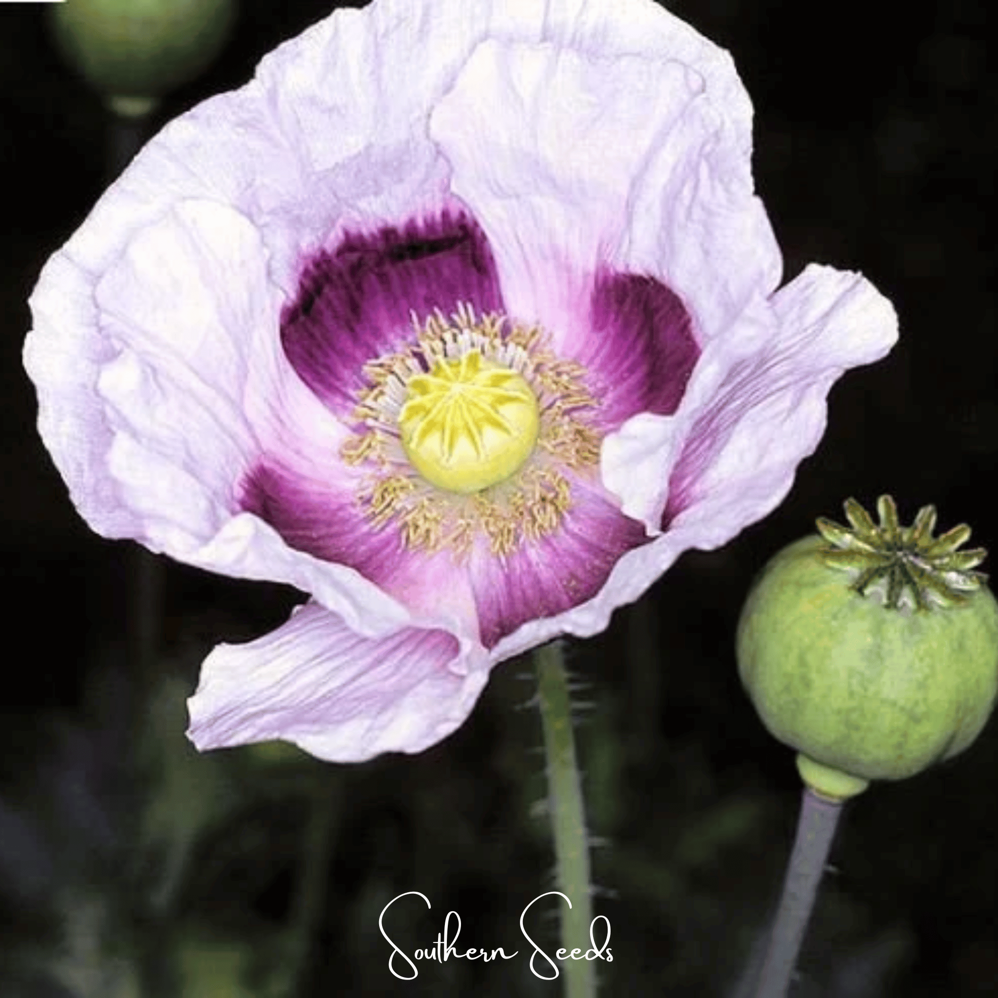 Blue Moon Poppy – 250 Seeds Southern Seeds