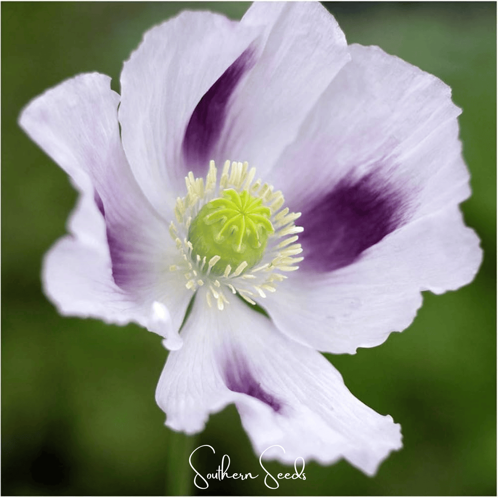 Blue Moon Poppy – 250 Seeds Southern Seeds