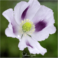 Blue Moon Poppy – 250 Seeds Southern Seeds