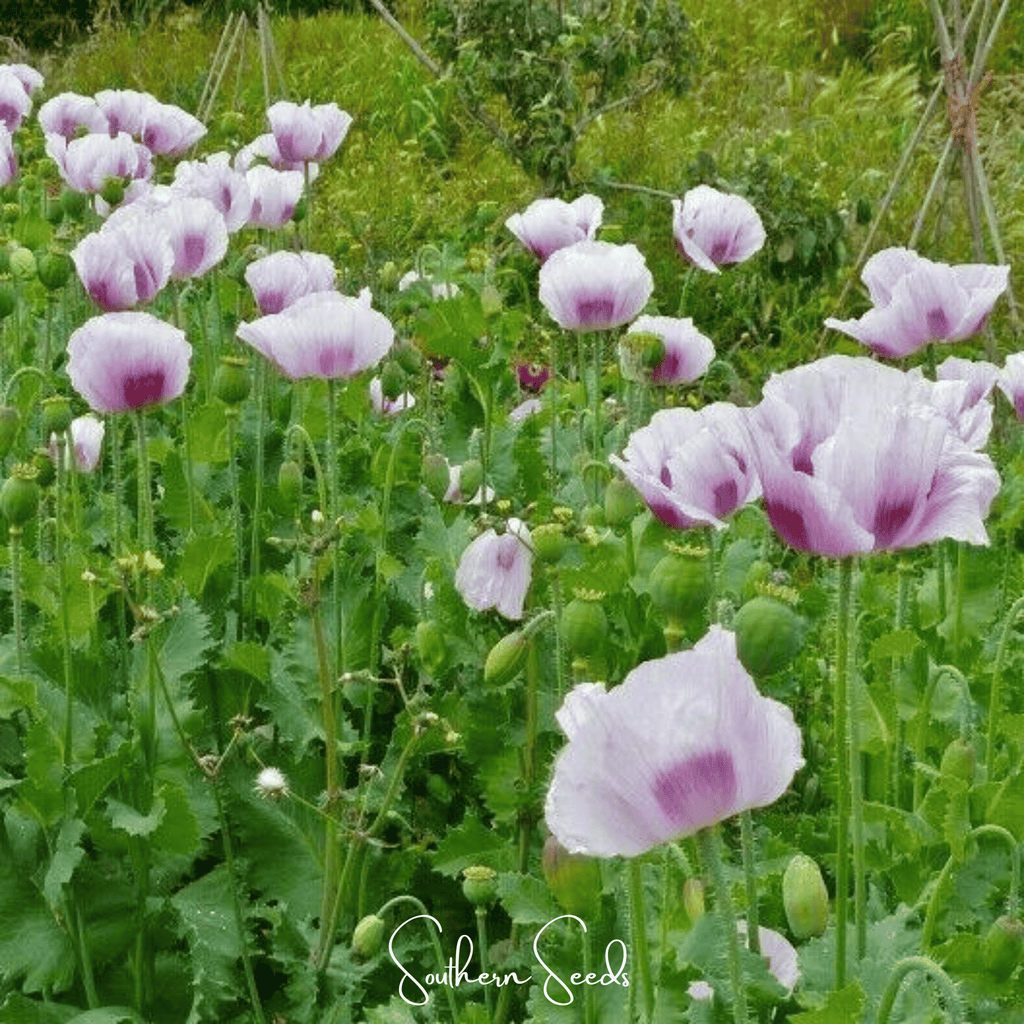 Blue Moon Poppy – 250 Seeds Southern Seeds