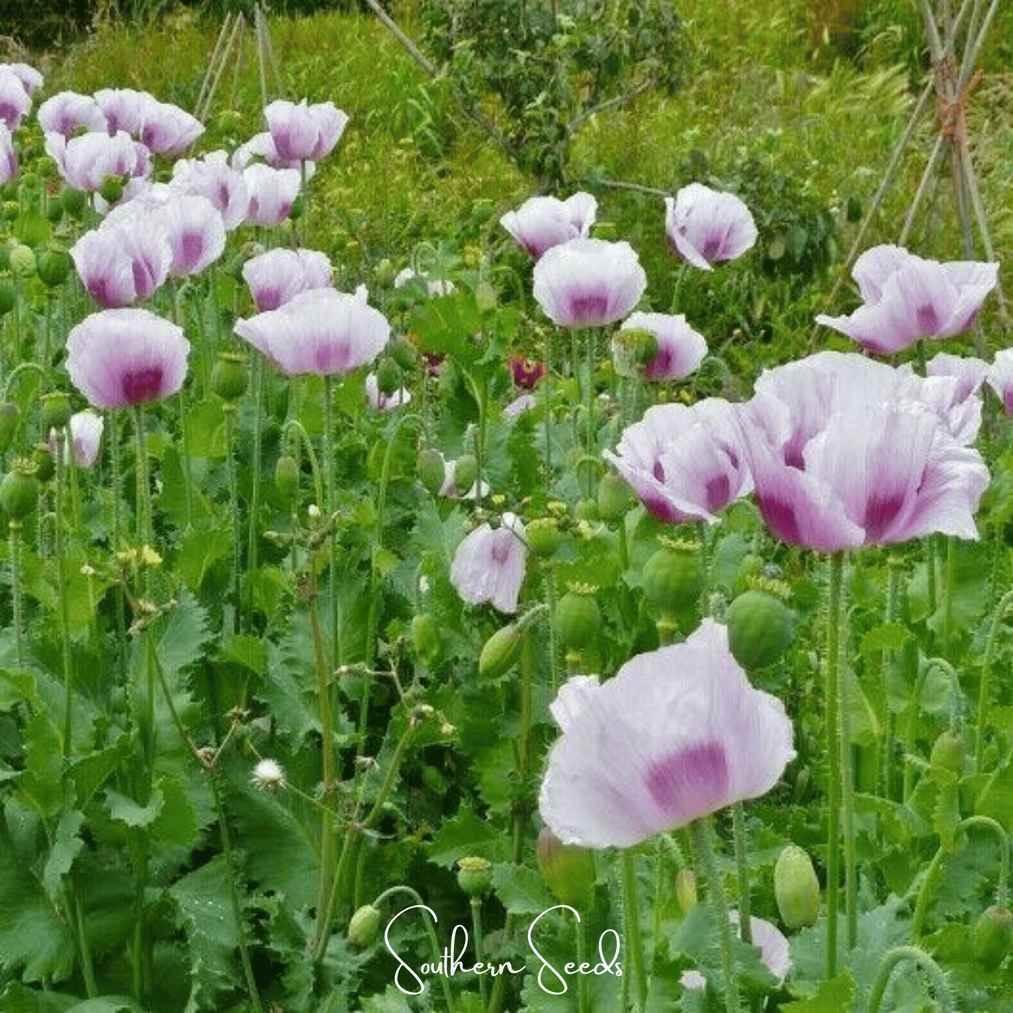 Blue Moon Poppy – 250 Seeds Southern Seeds