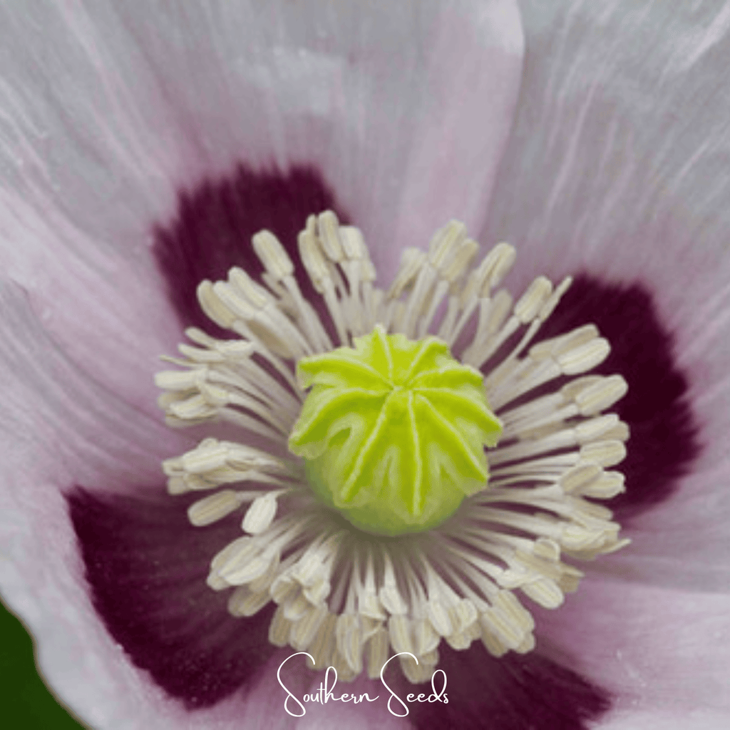 Blue Moon Poppy – 250 Seeds Southern Seeds