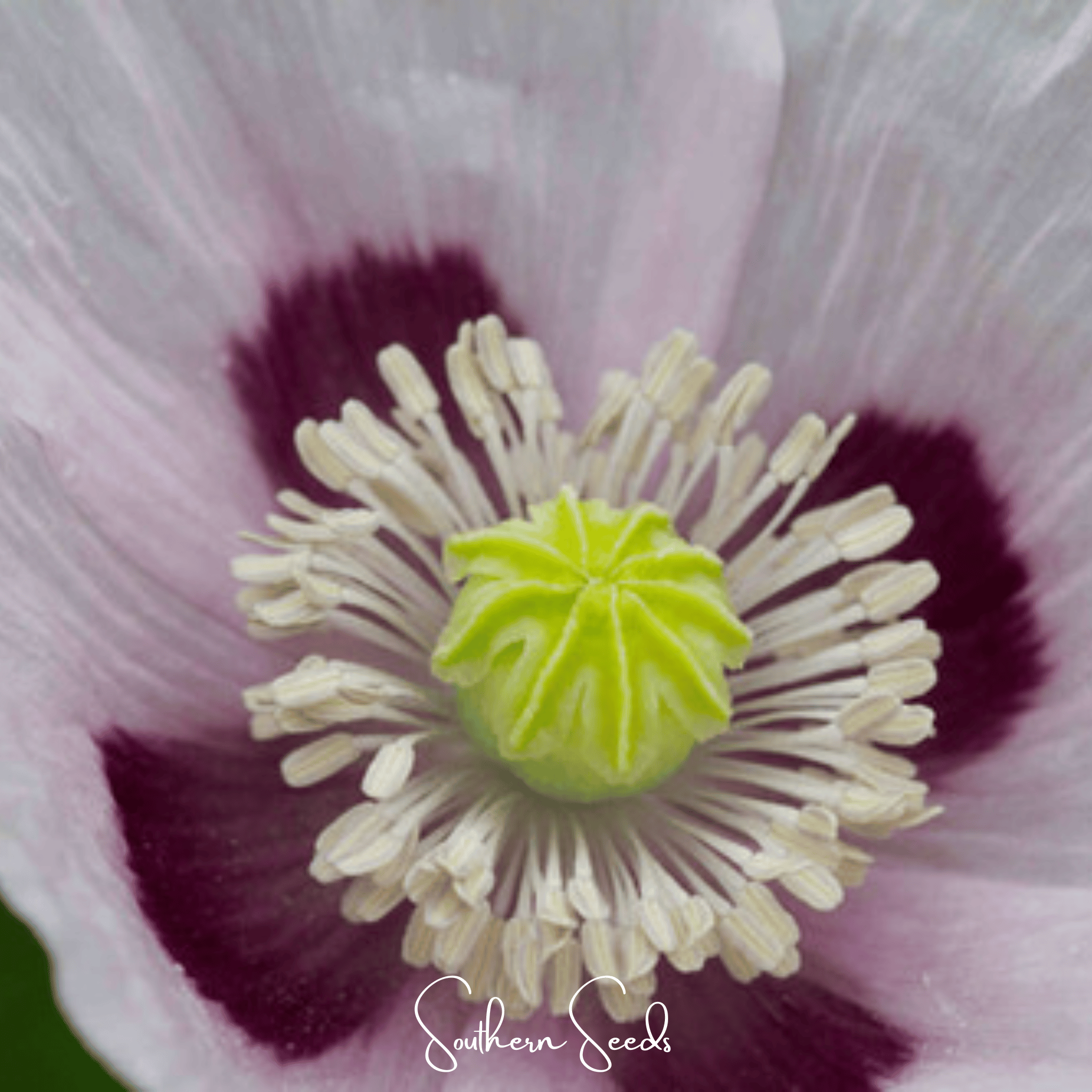 Blue Moon Poppy – 250 Seeds Southern Seeds