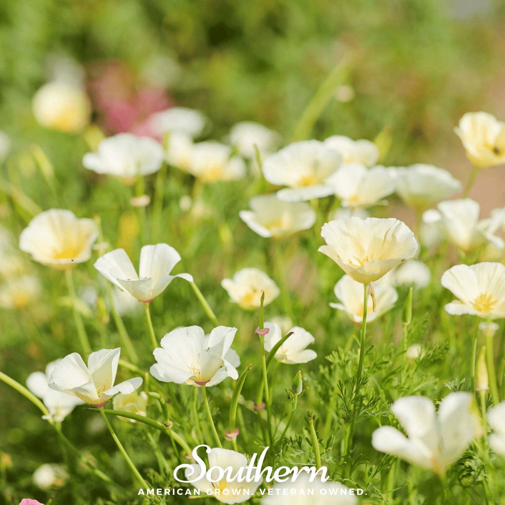 Ivory Castle California Poppy – 50 Seeds Southern Seeds