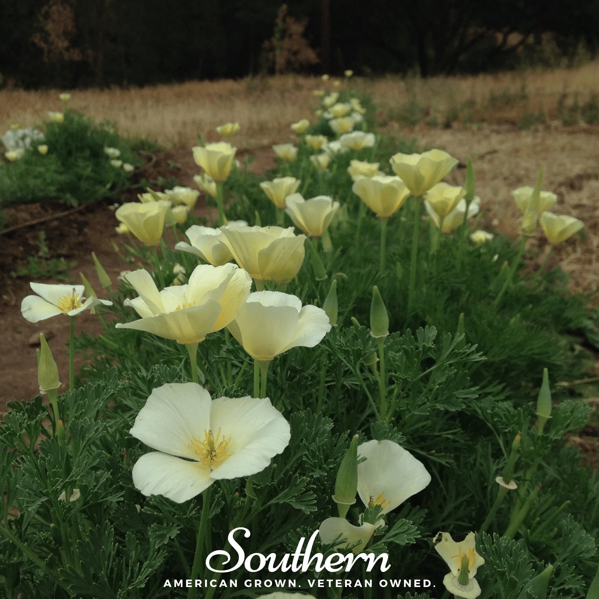 Ivory Castle California Poppy – 50 Seeds Southern Seeds