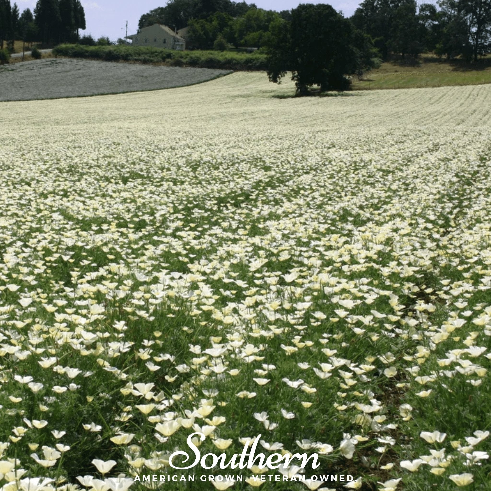 Ivory Castle California Poppy – 50 Seeds Southern Seeds