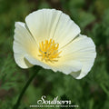 Ivory Castle California Poppy – 50 Seeds Southern Seeds