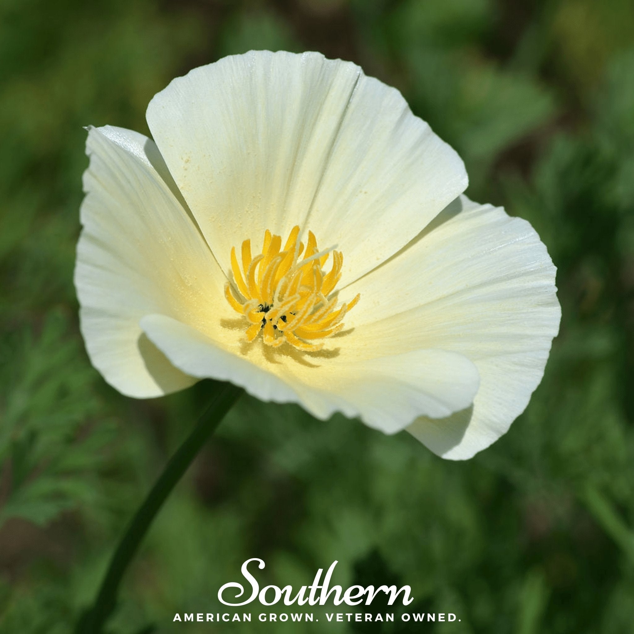 Ivory Castle California Poppy – 50 Seeds Southern Seeds