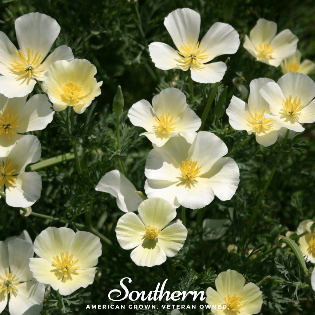 Ivory Castle California Poppy – 50 Seeds Southern Seeds