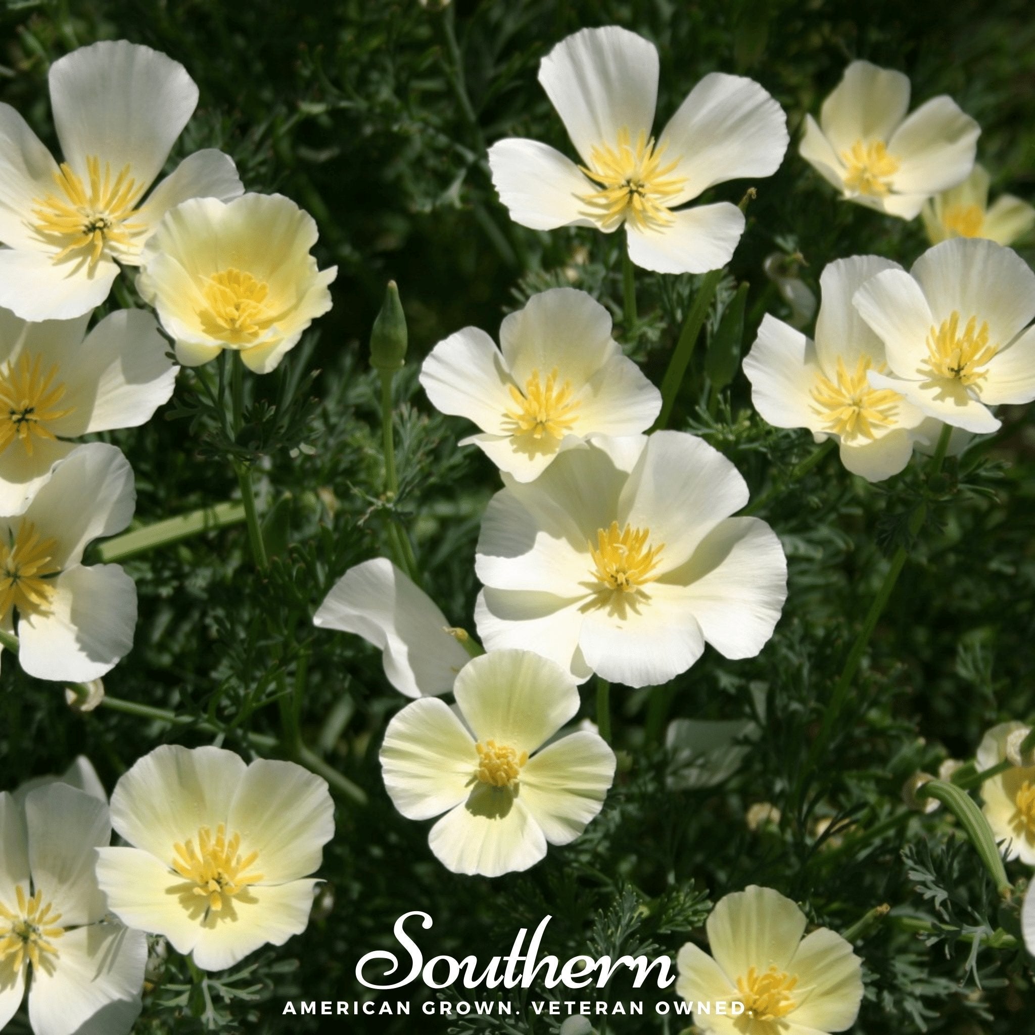 Ivory Castle California Poppy – 50 Seeds Southern Seeds