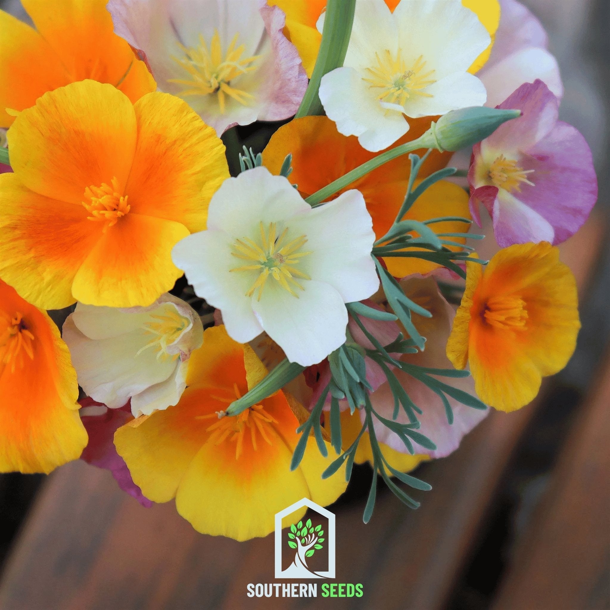 California Poppy Mix – 200 Seeds Southern Seeds