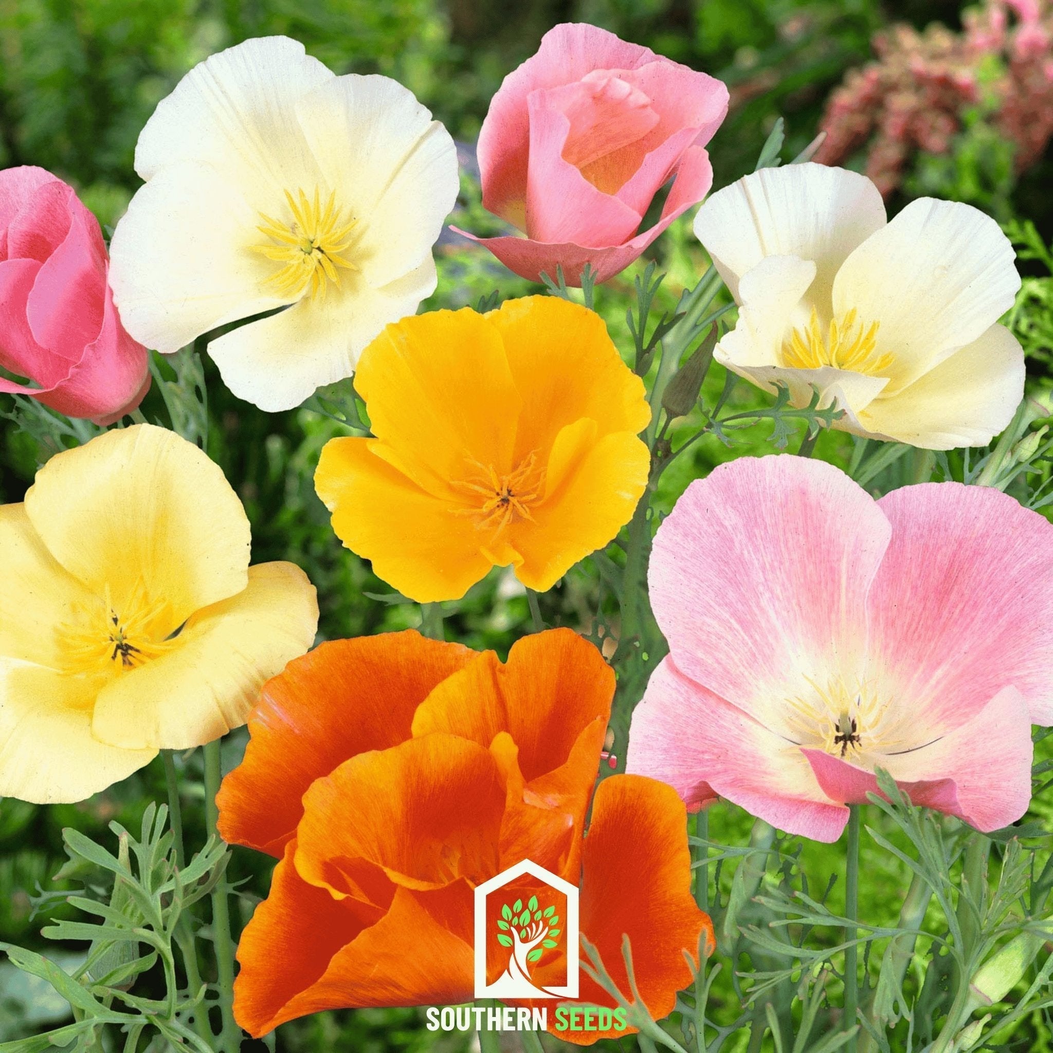 California Poppy Mix – 200 Seeds Southern Seeds