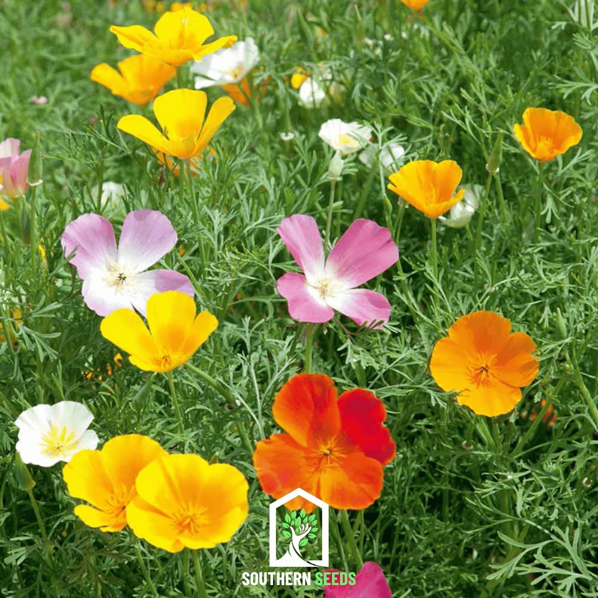 California Poppy Mix – 200 Seeds Southern Seeds