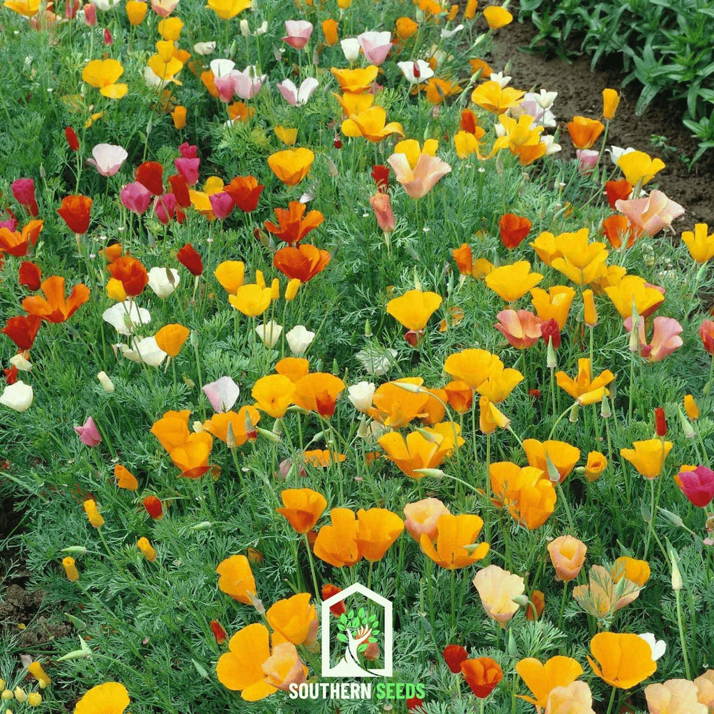 California Poppy Mix – 200 Seeds Southern Seeds
