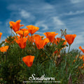 Orange California Poppy – 200 Seeds Southern Seeds