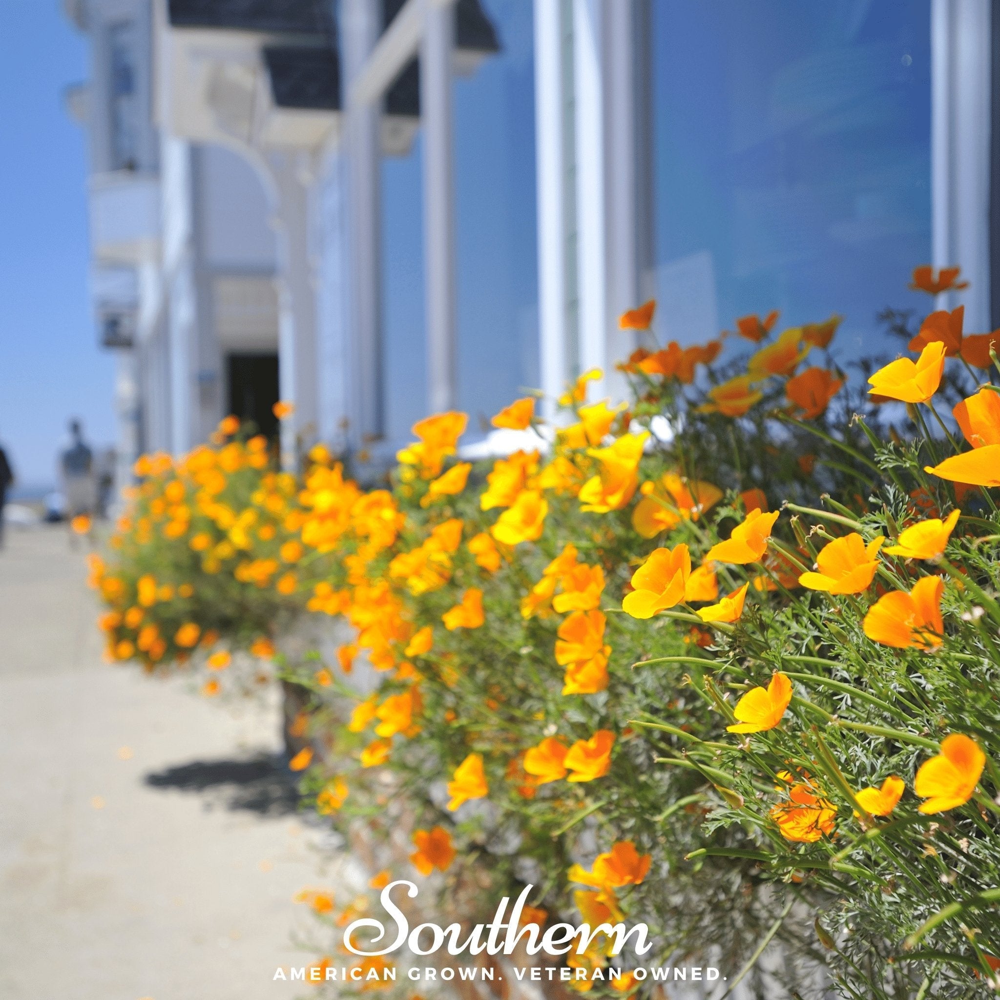 Orange California Poppy – 200 Seeds Southern Seeds