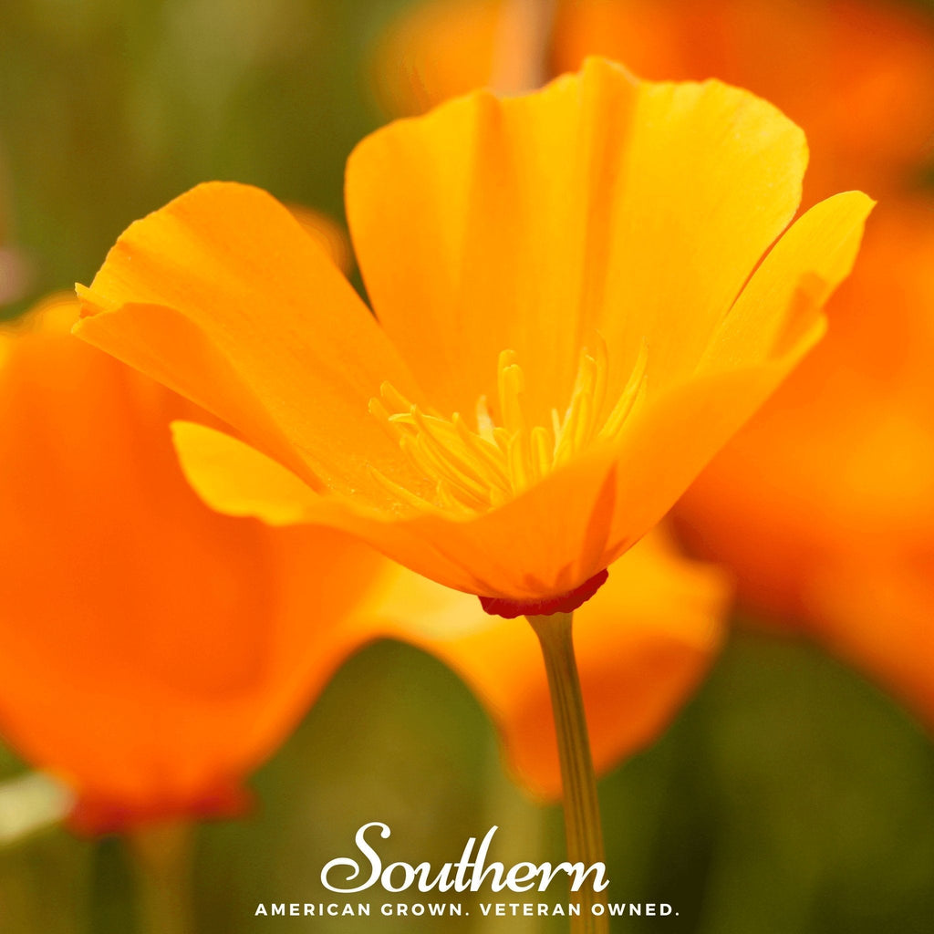 Orange California Poppy – 200 Seeds Southern Seeds