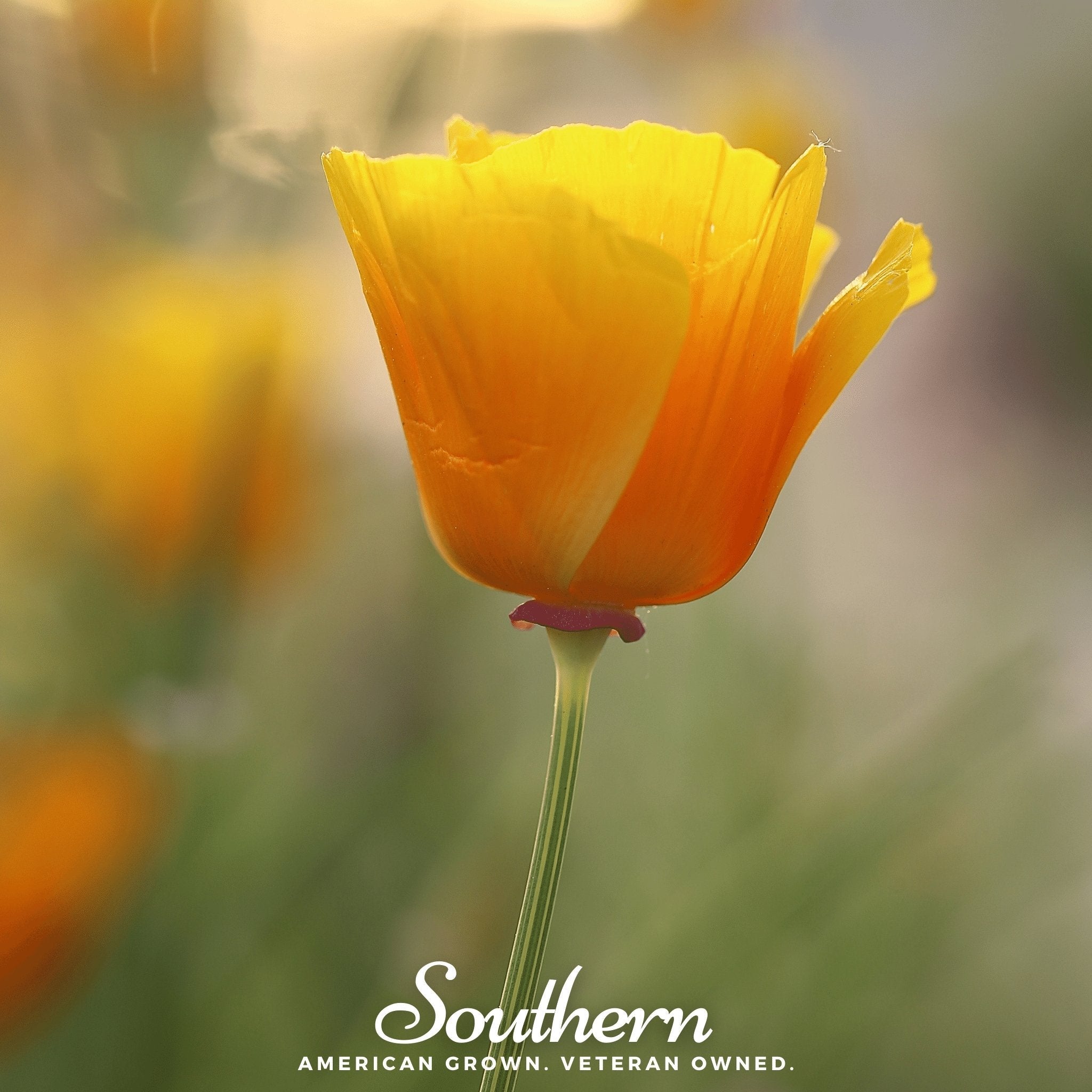 Orange California Poppy – 200 Seeds Southern Seeds