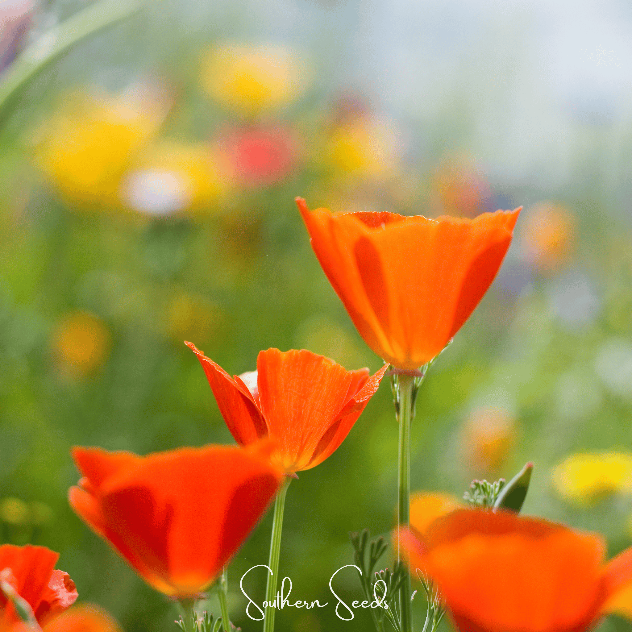 Red Chief California Poppy – 200 Seeds Southern Seeds
