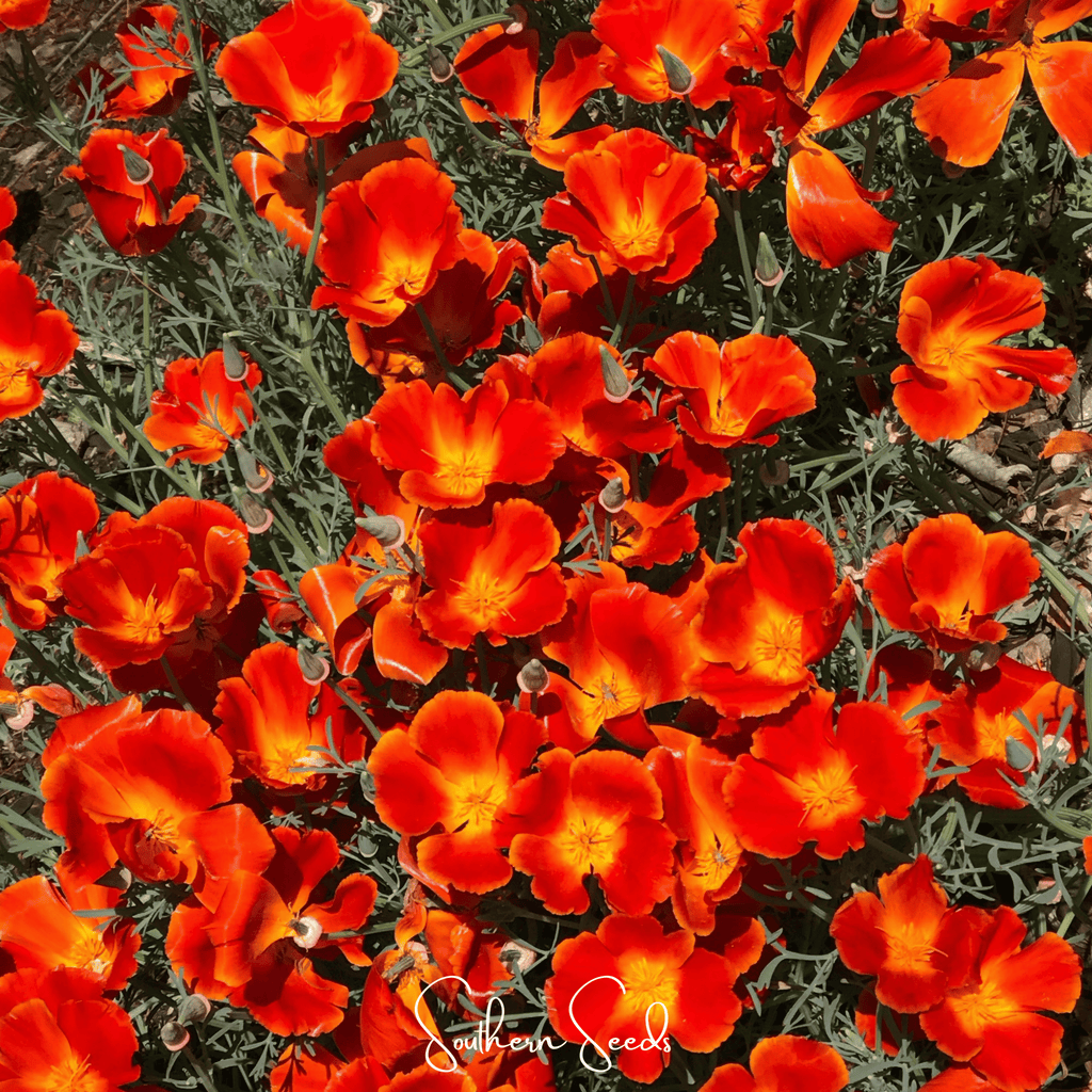 Red Chief California Poppy – 200 Seeds Southern Seeds