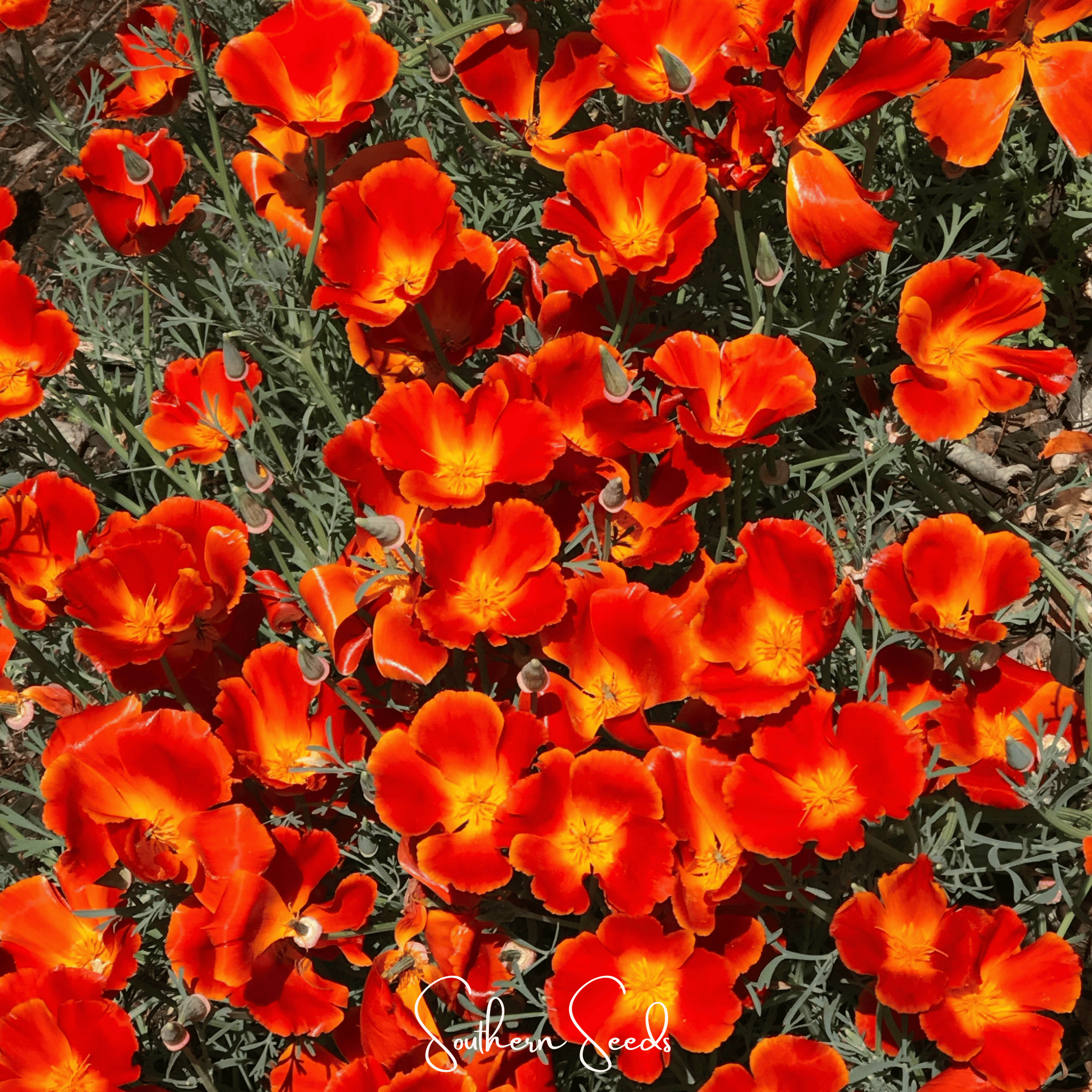 Red Chief California Poppy – 200 Seeds Southern Seeds