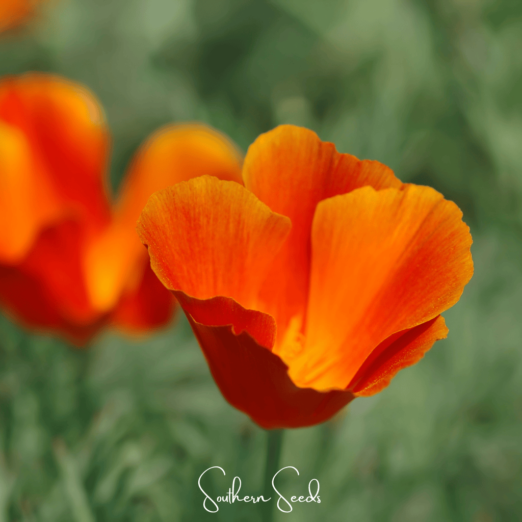 Red Chief California Poppy – 200 Seeds Southern Seeds