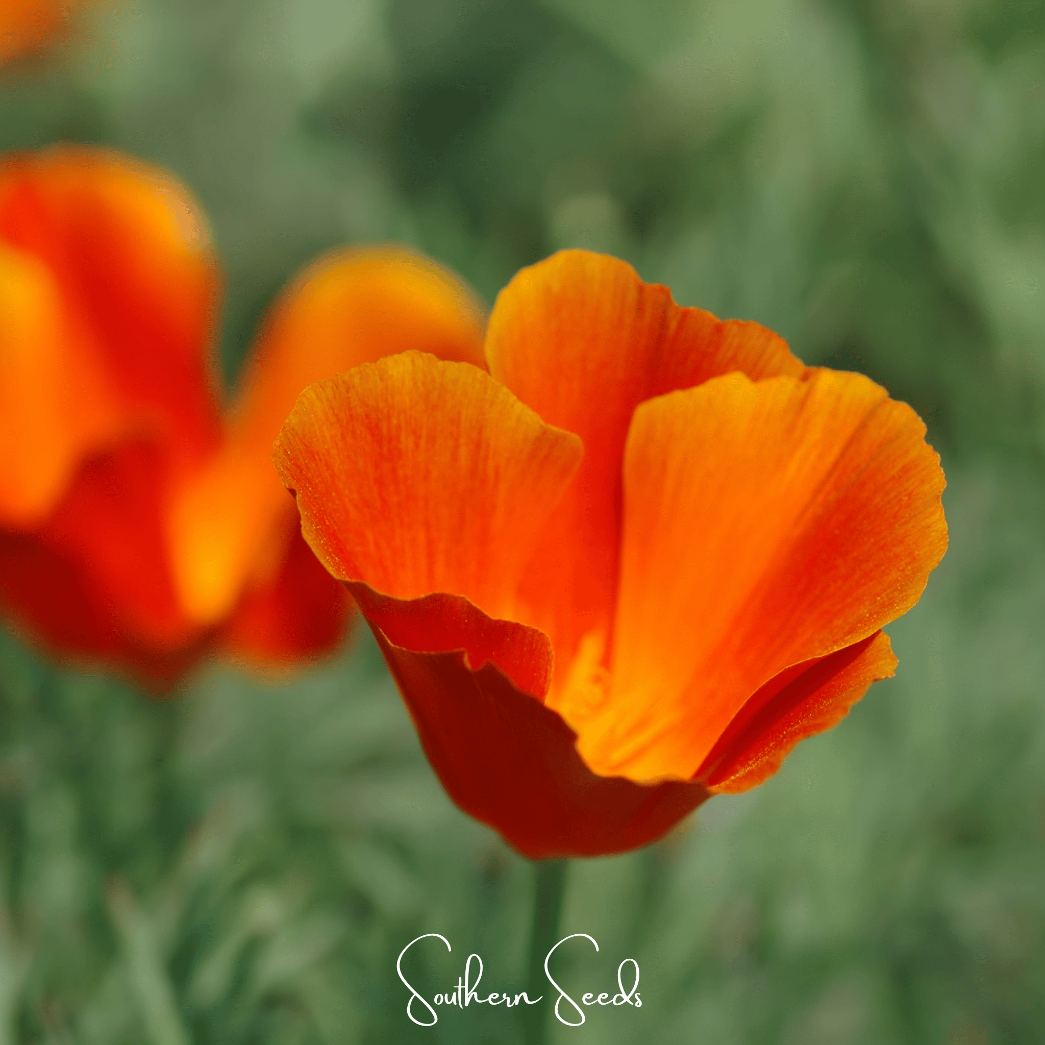 Red Chief California Poppy – 200 Seeds Southern Seeds