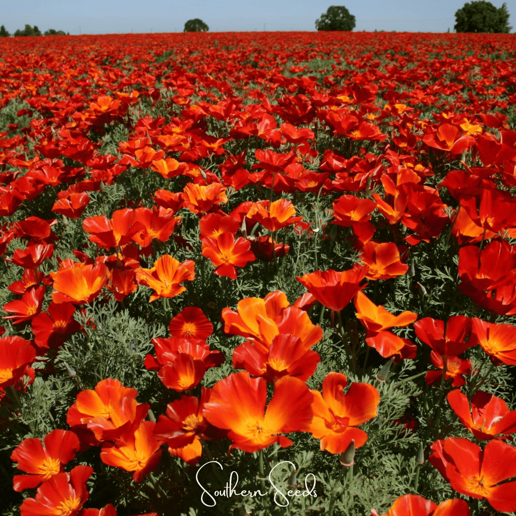 Red Chief California Poppy – 200 Seeds Southern Seeds