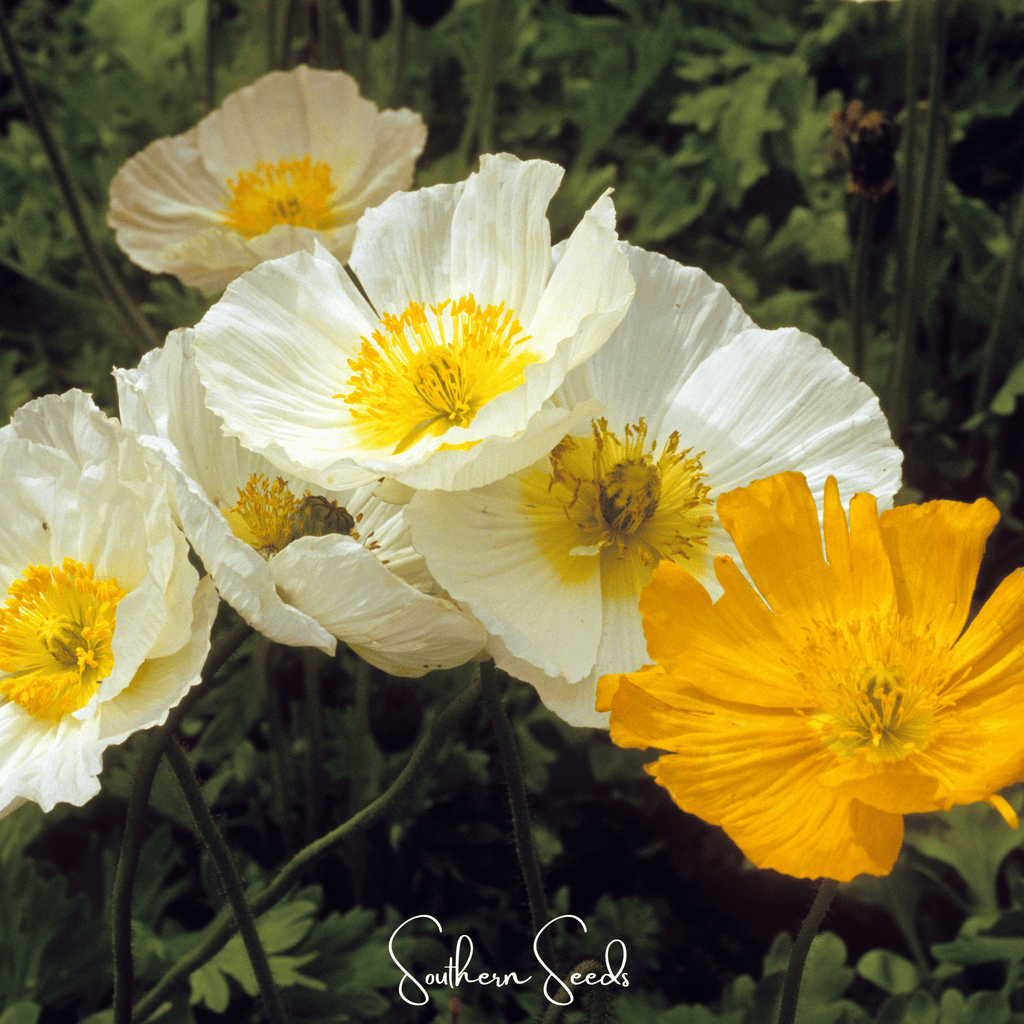 Iceland Poppy – 250 Seeds Southern Seeds
