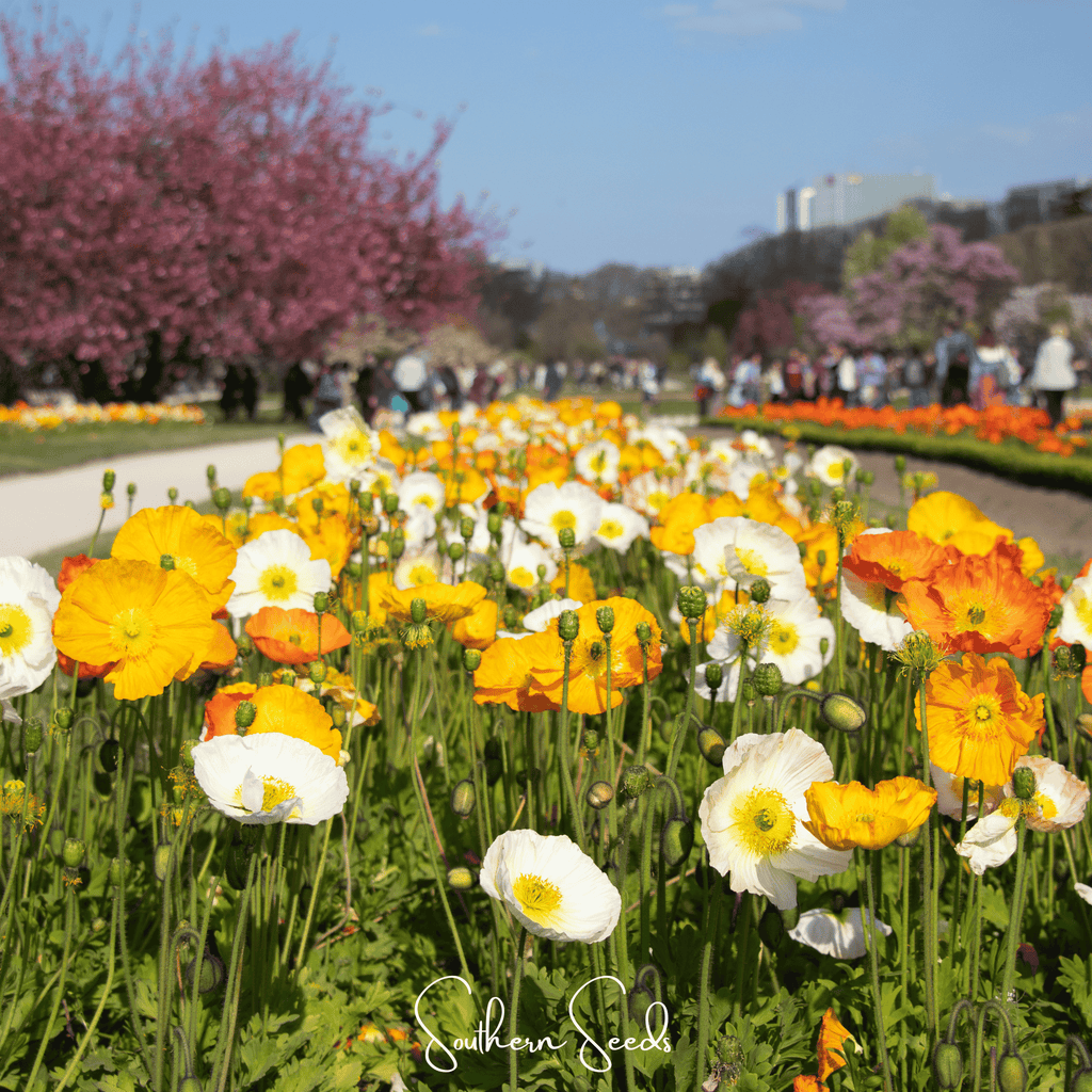 Iceland Poppy – 250 Seeds Southern Seeds