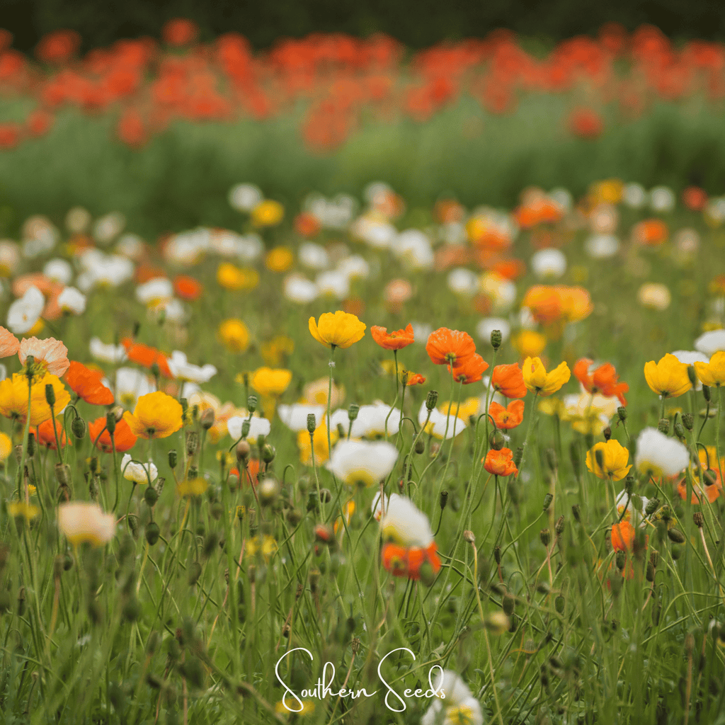 Iceland Poppy – 250 Seeds Southern Seeds