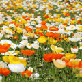 Iceland Poppy – 250 Seeds Southern Seeds
