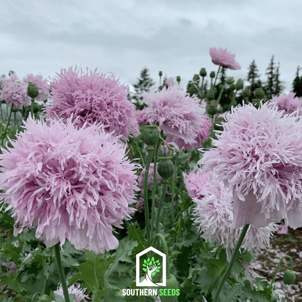 Lilac Pompon Poppy – 100 Seeds Southern Seeds