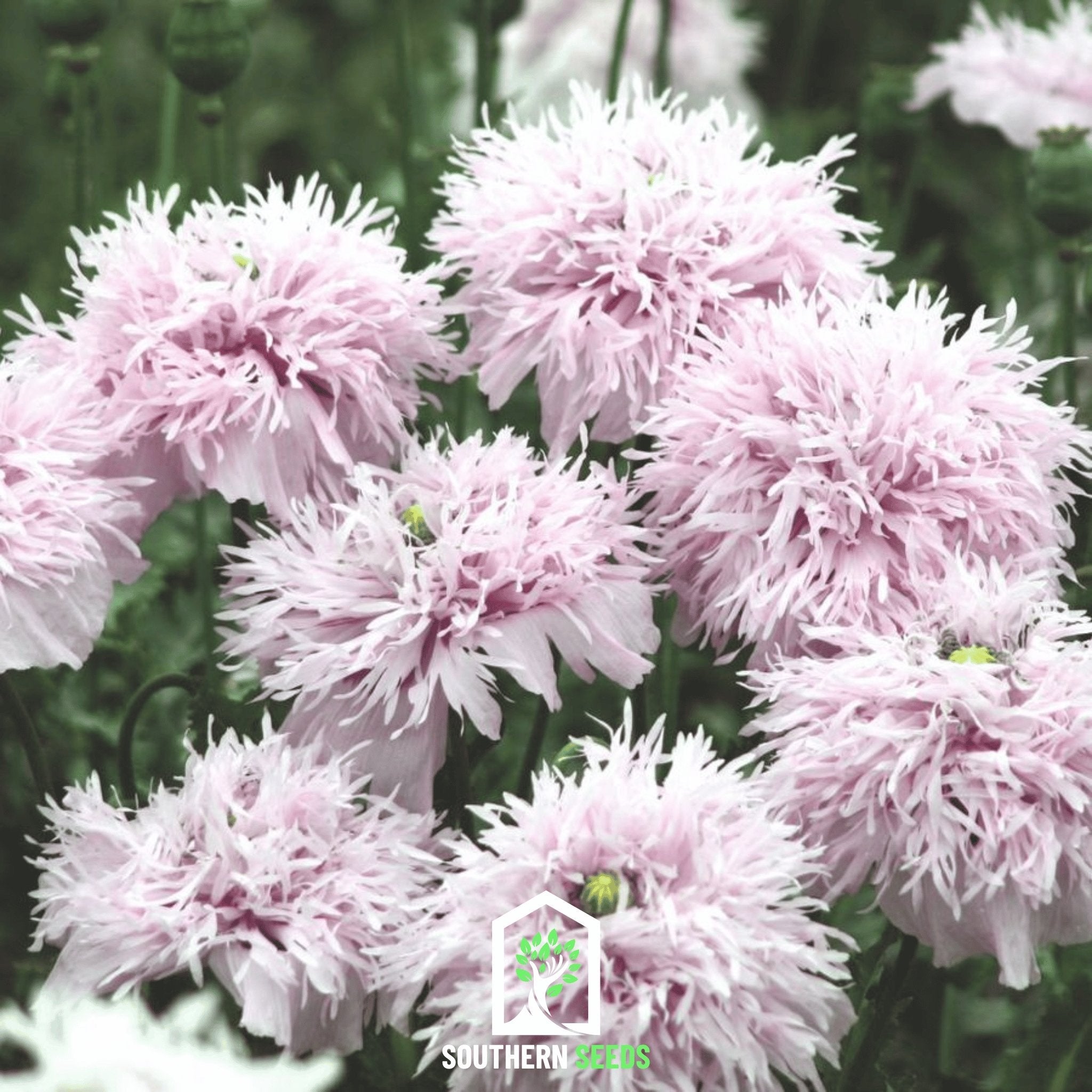 Lilac Pompon Poppy – 100 Seeds Southern Seeds