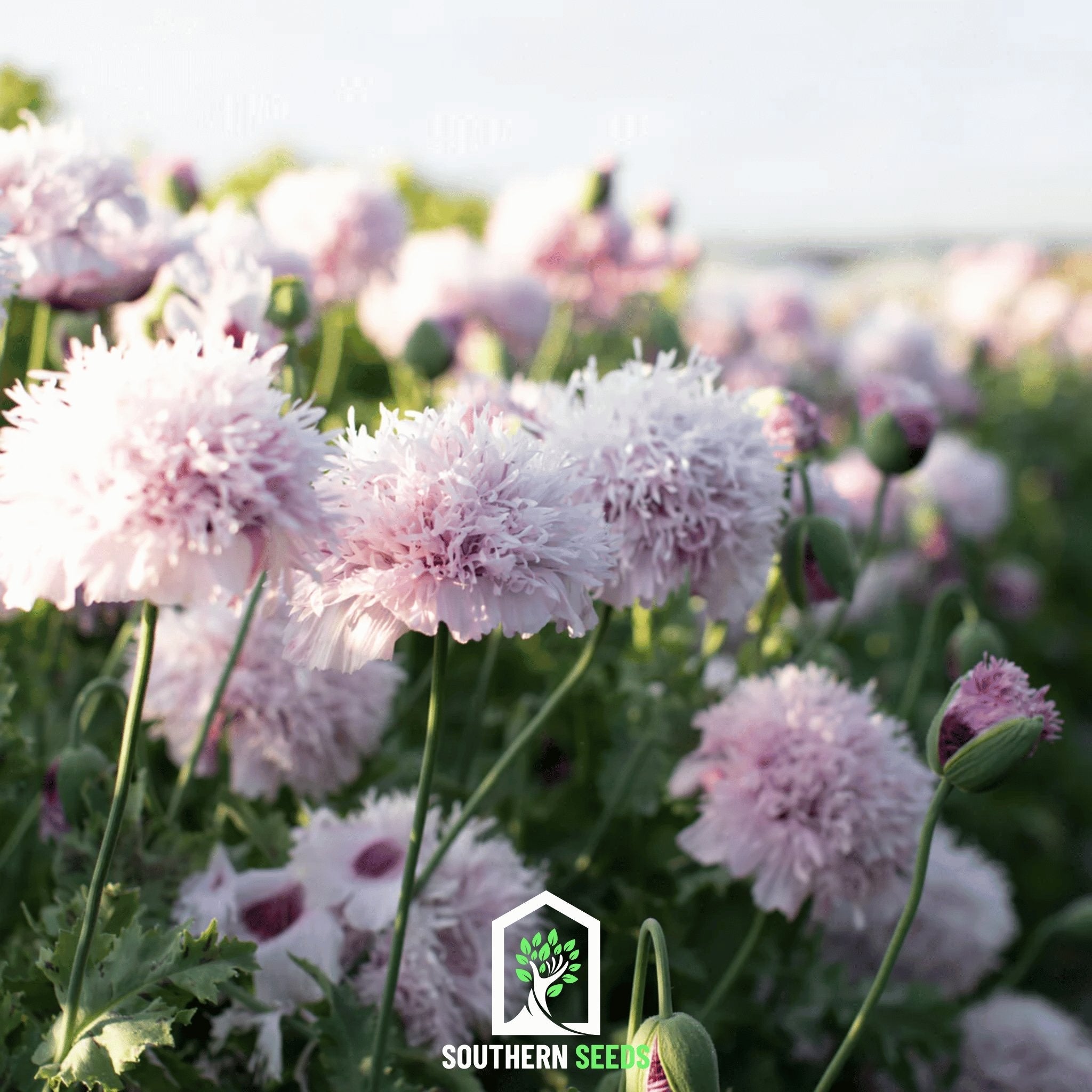 Lilac Pompon Poppy – 100 Seeds Southern Seeds