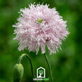 Lilac Pompon Poppy – 100 Seeds Southern Seeds