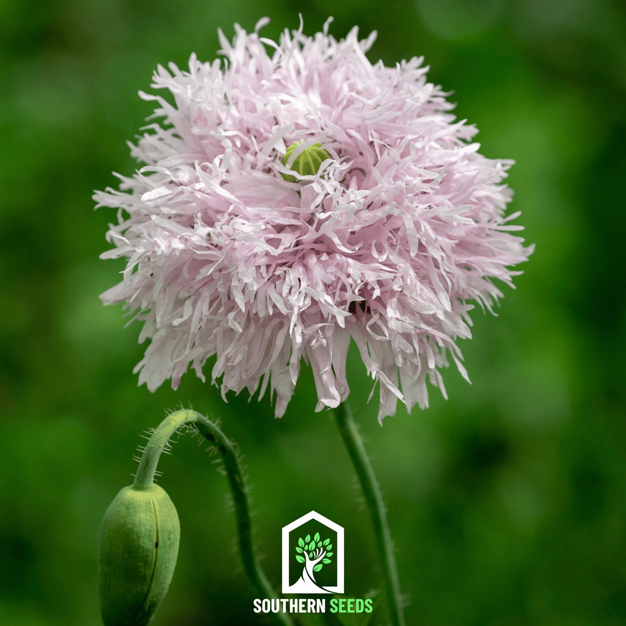Lilac Pompon Poppy – 100 Seeds Southern Seeds