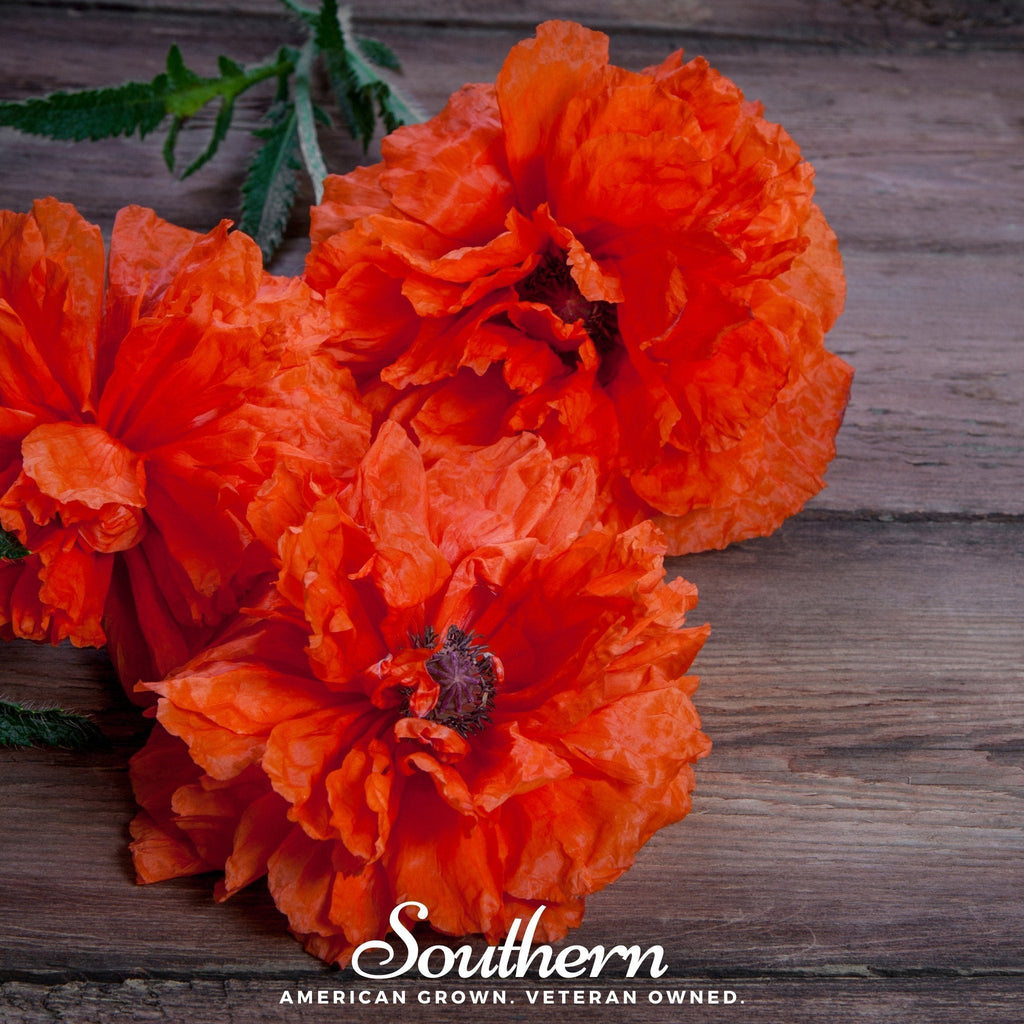 Red Poppy – 100 Seeds Southern Seeds