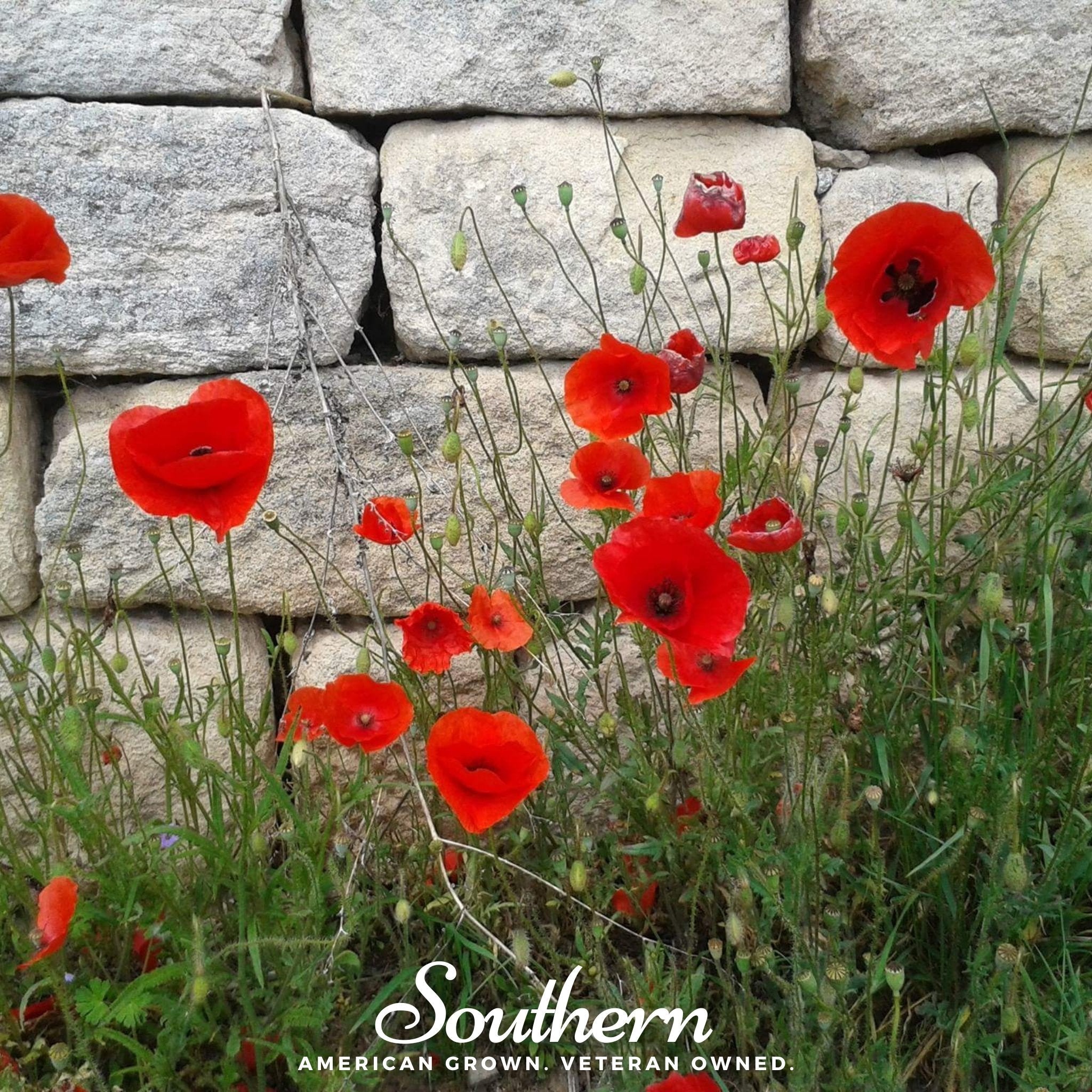 Red Poppy – 100 Seeds Southern Seeds