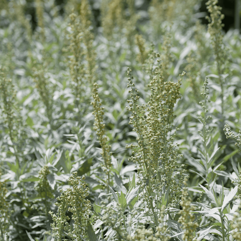Prairie Sage – 100 Seeds Southern Seeds