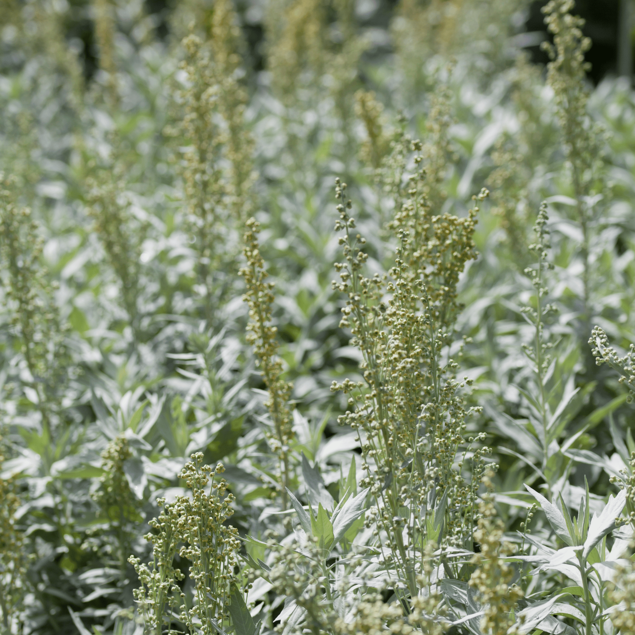Prairie Sage – 100 Seeds Southern Seeds