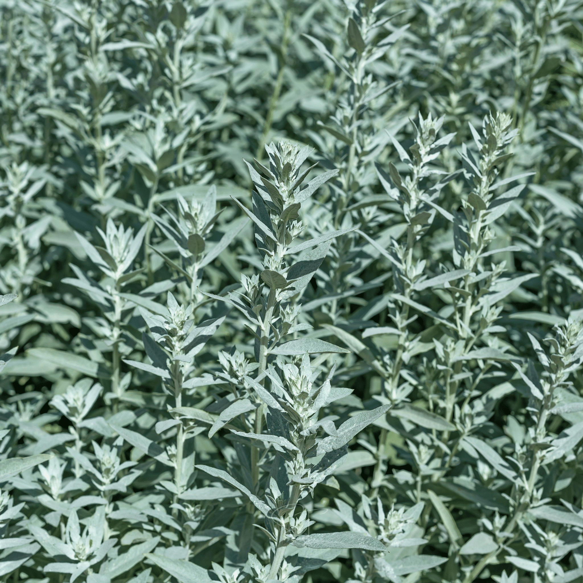 Prairie Sage – 100 Seeds Southern Seeds