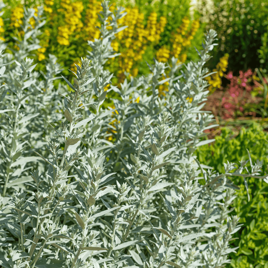 Prairie Sage – 100 Seeds Southern Seeds