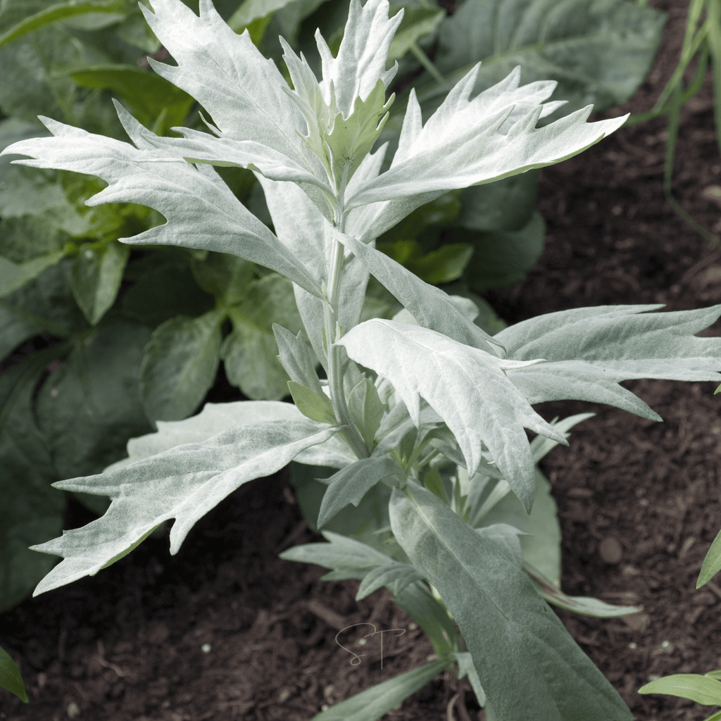 Prairie Sage – 100 Seeds Southern Seeds