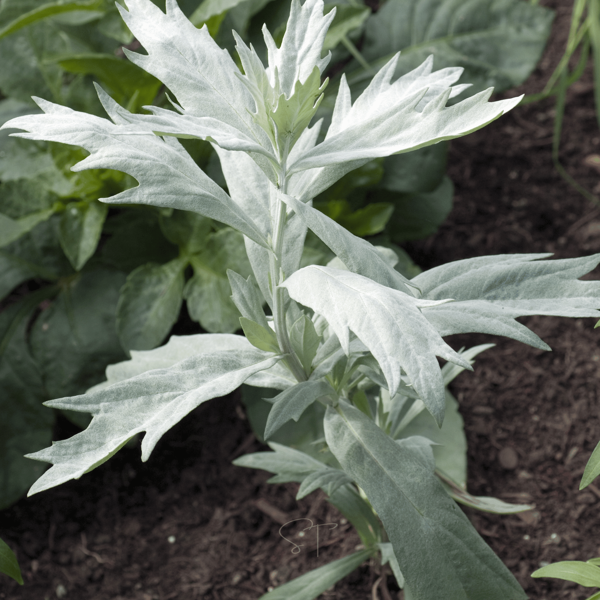 Prairie Sage – 100 Seeds Southern Seeds