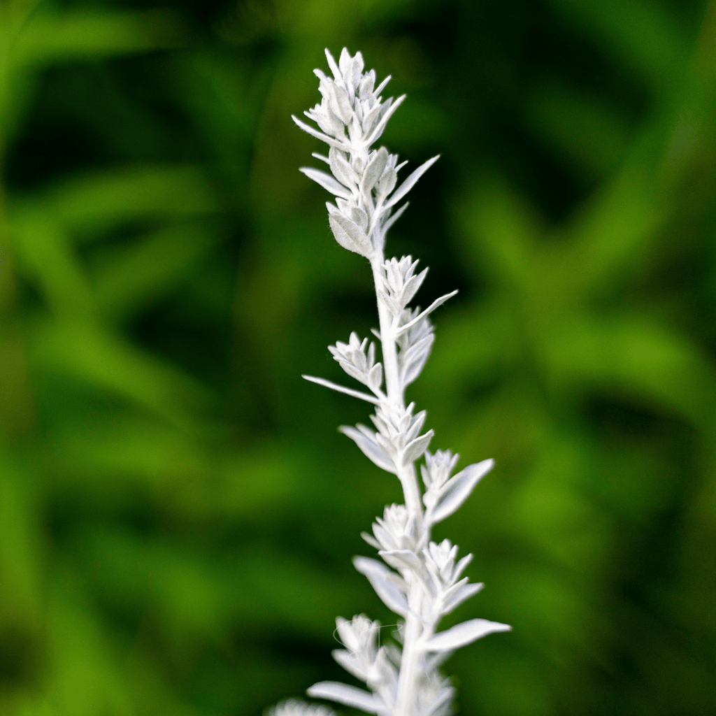 Prairie Sage – 100 Seeds Southern Seeds